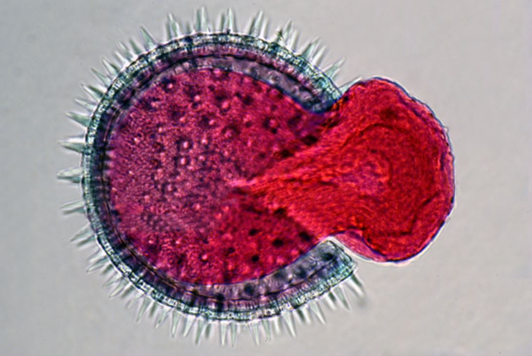 Bernard allard pollen coloration eosine