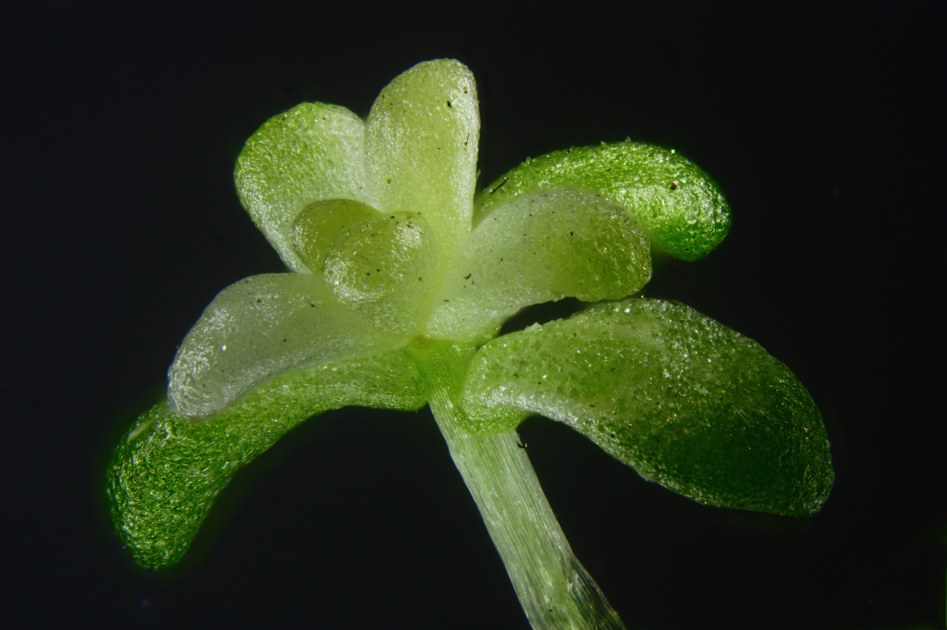 Petite-plante-de-Bernard-Helicon-Focus
