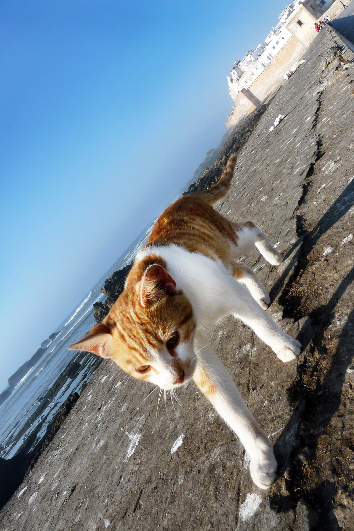 Chat1