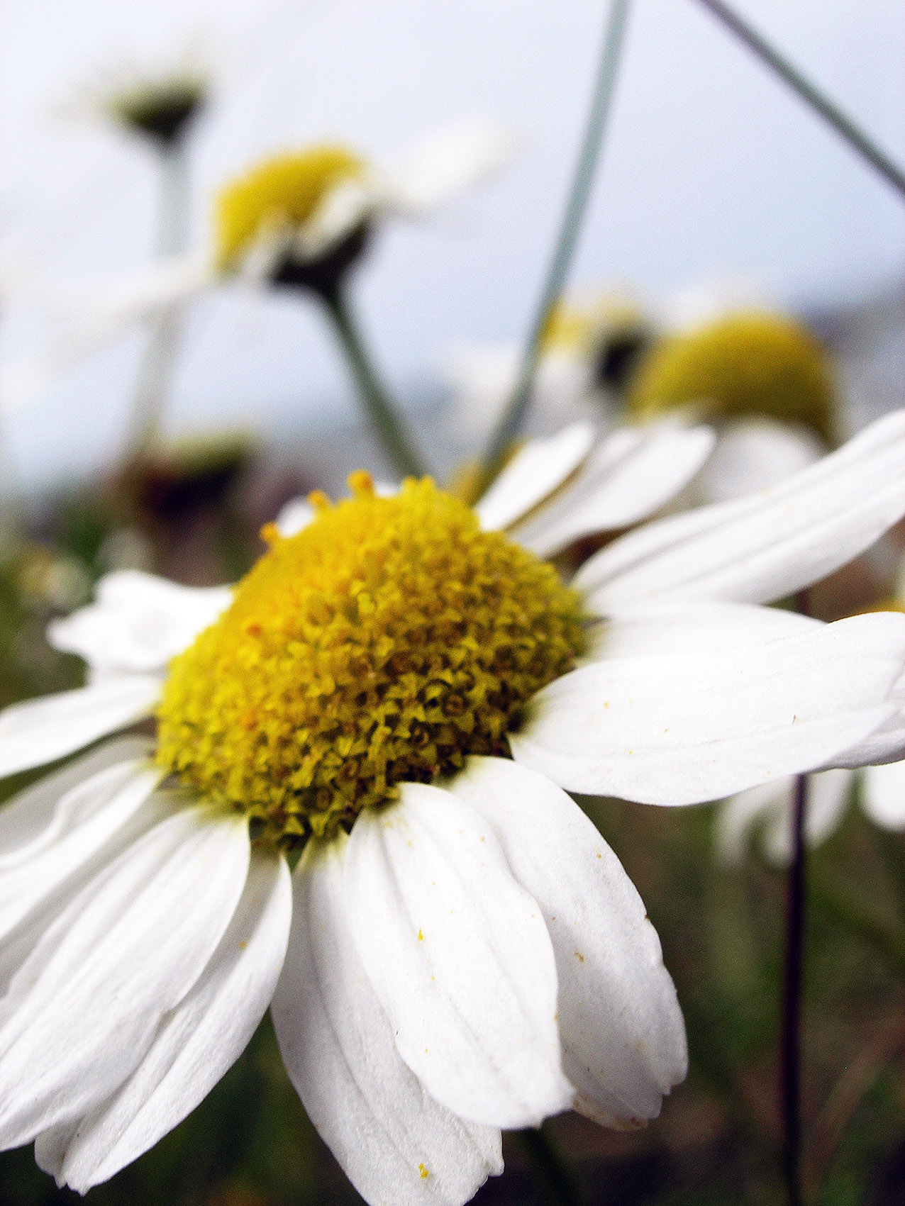 Fleure1