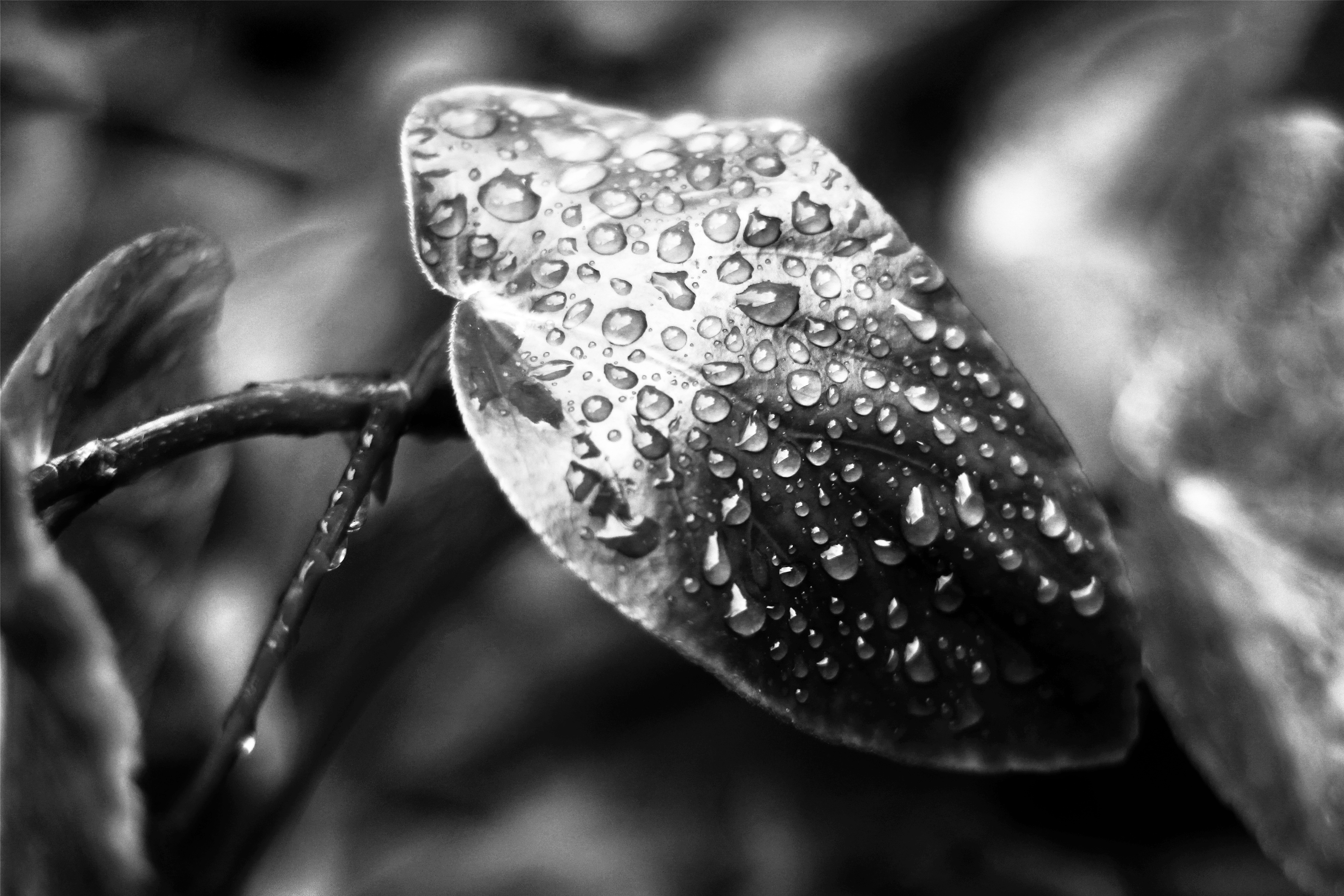 Pluie2