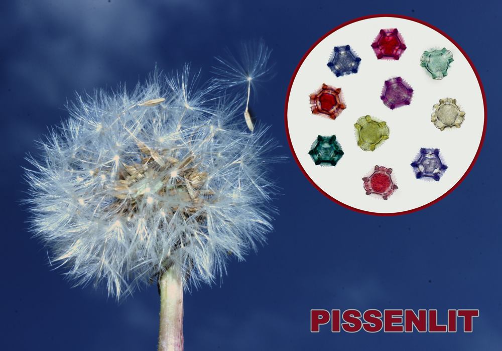 Pissenlit 1600x1200 