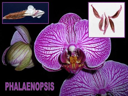 Phalaenopsis 1600x1200 