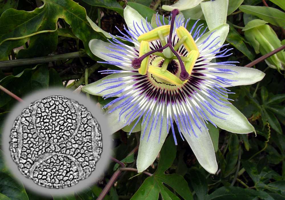 Passiflore 1600x1200 