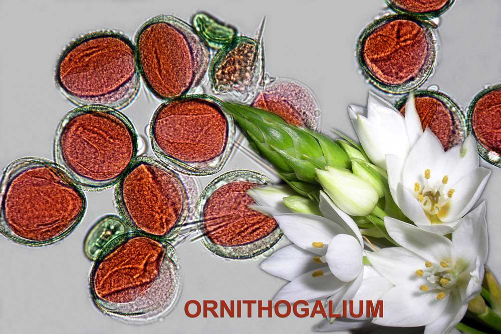 Ornythogalium 1600x1200 