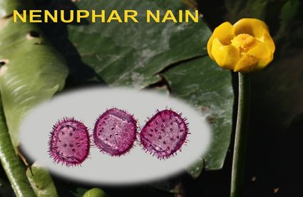 Nenuphar nain 1600x1200 