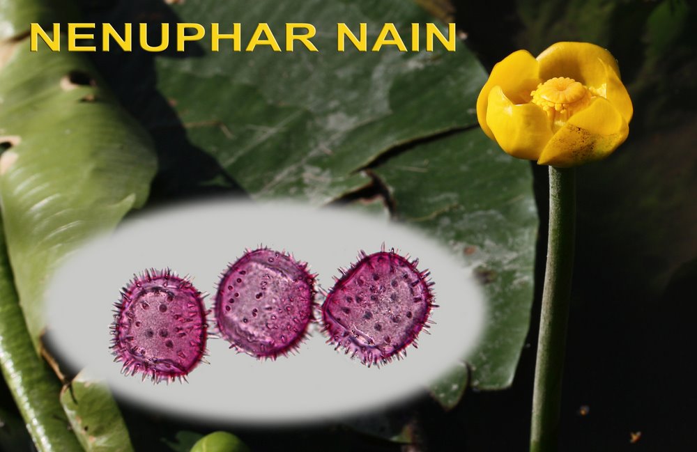 Nenuphar nain 1600x1200 