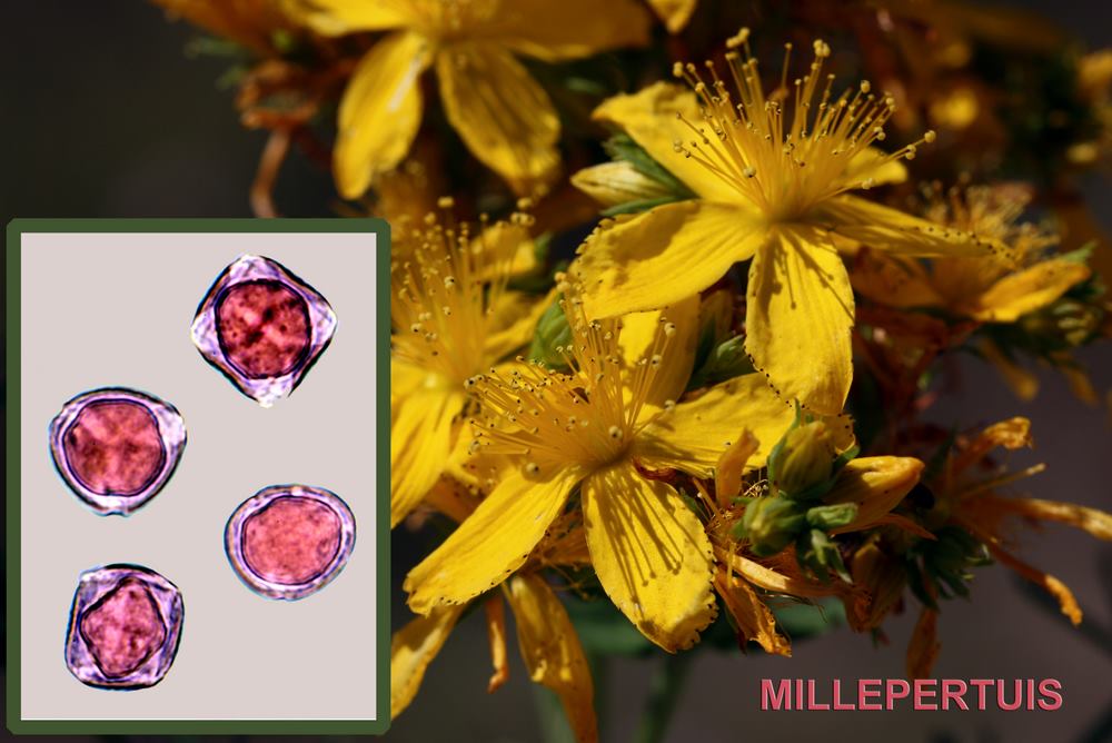 Millepertuis 1600x1200 