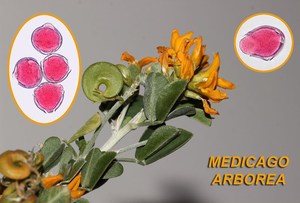 Medicago arborea 1600x1200 
