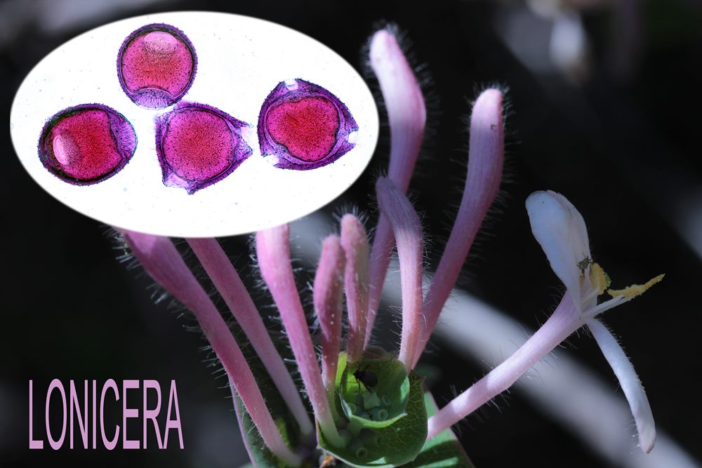 Lonicera 1600x1200 