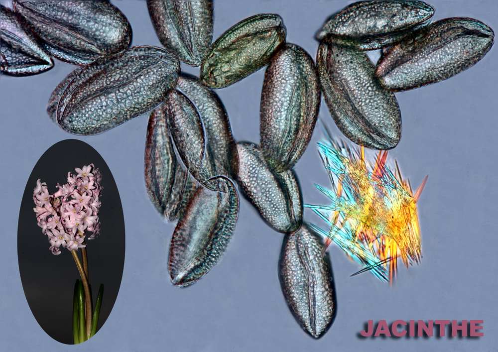 Jacinthe 1600x1200 