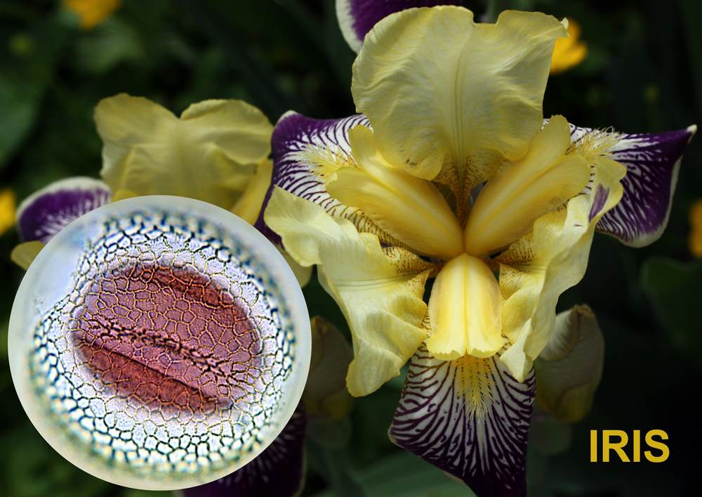 Iris 1600x1200 