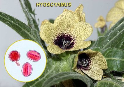 Hyoscyamus 1600x1200 