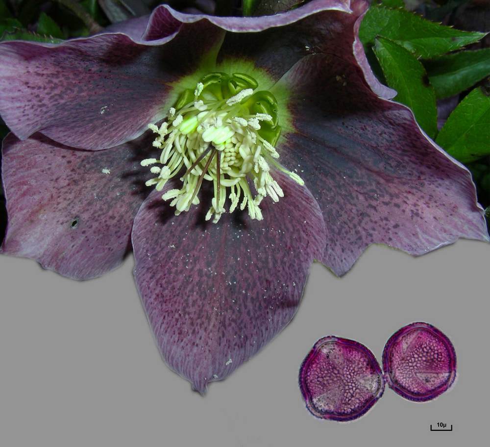 Helleborus 1600x1200 