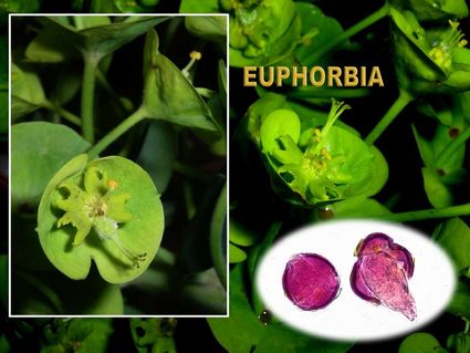 Euphorbia 1600x1200 