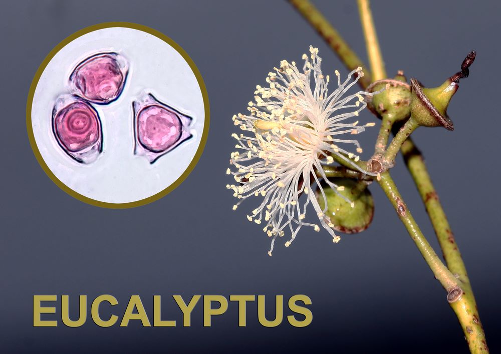 Eucalyptus 1600x1200 