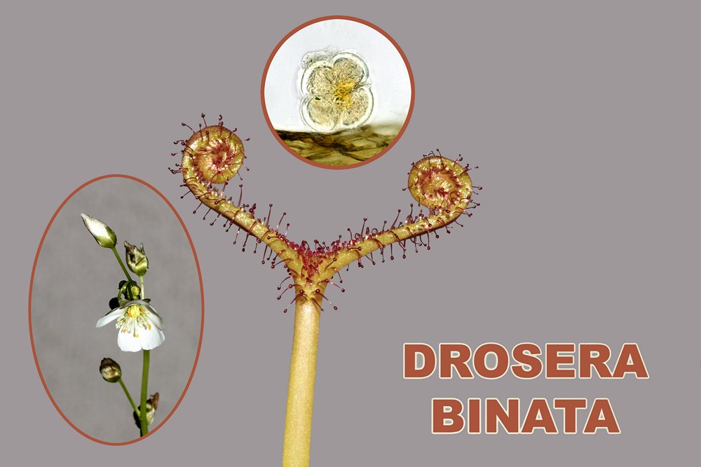 Drosera binata 1600x1200 