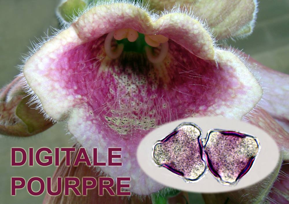 Digitale pourpre 1600x1200 