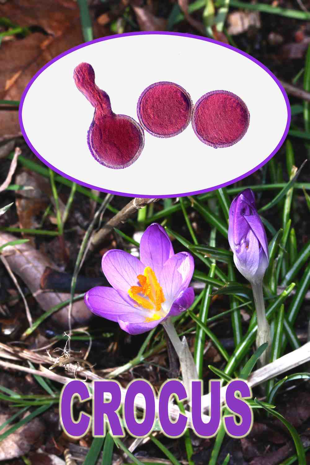 Crocus 1600x1200 