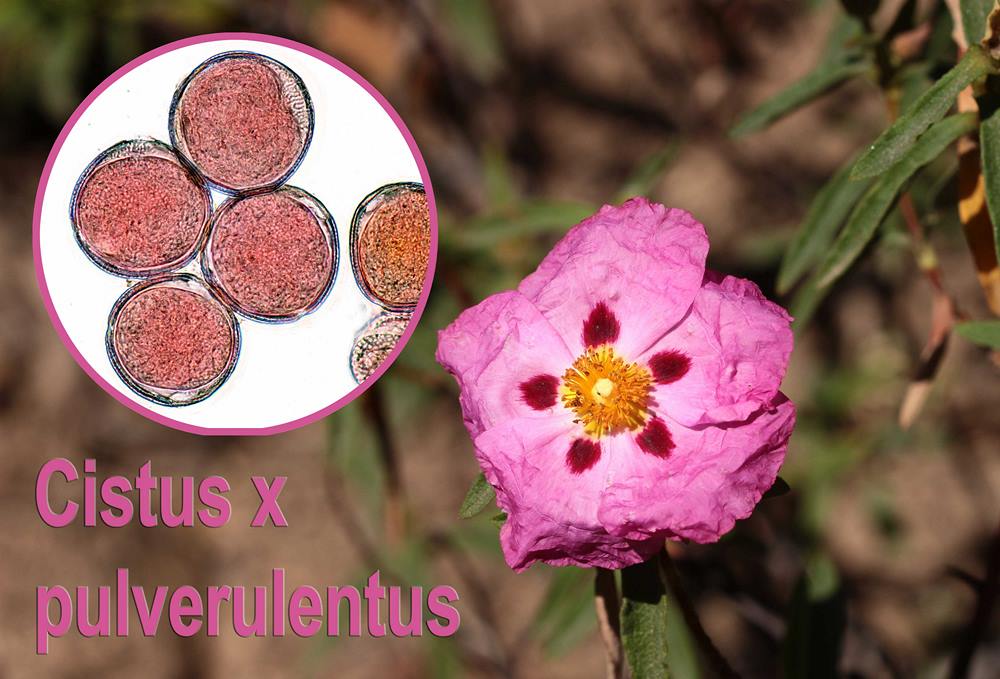 Cistus x pulverulentus 1600x1200 