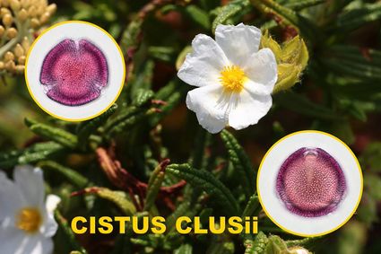 Cistus clusii 1600x1200 