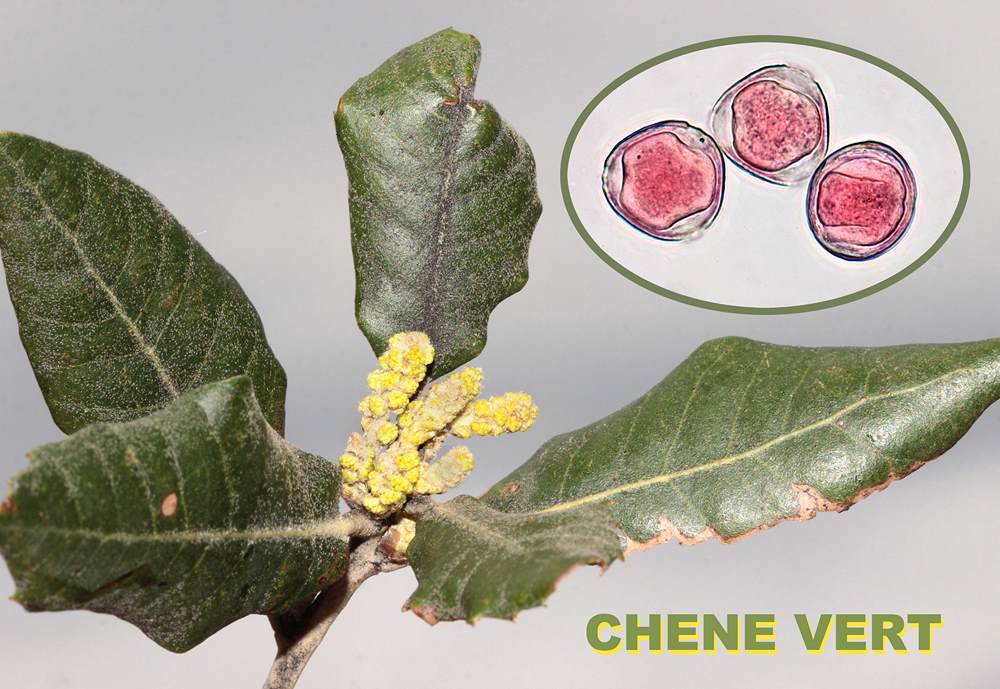 Chene vert 1600x1200 