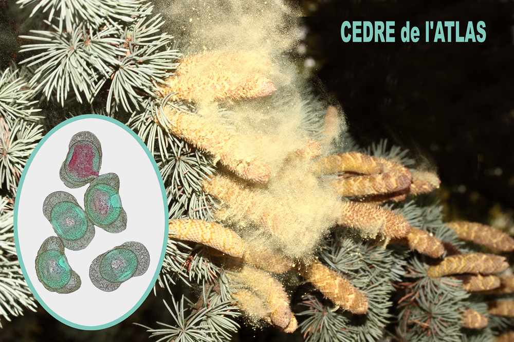 Cedre de l atlas 1600x1200 