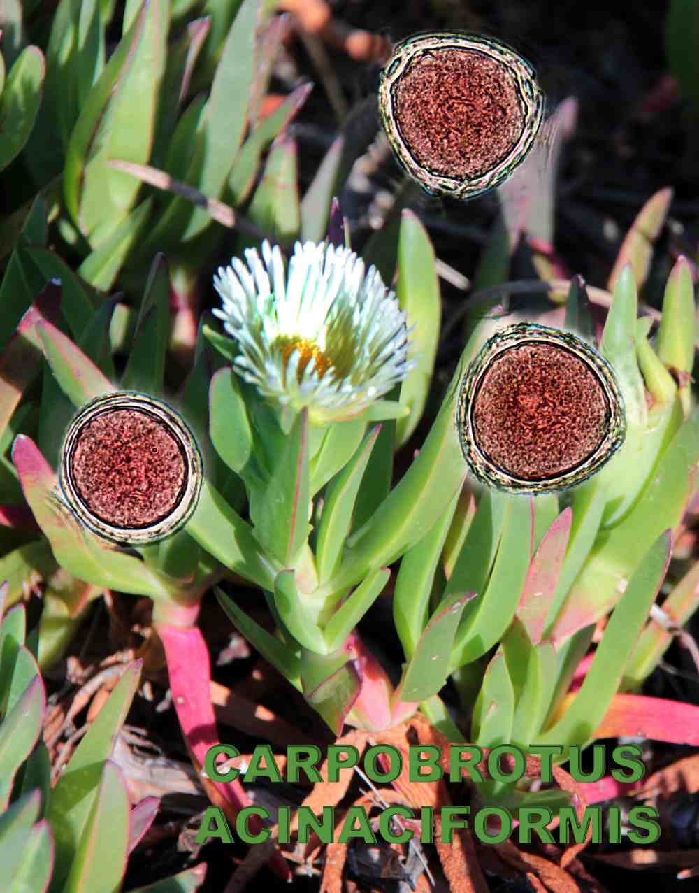 Carpobrotus acinaciformis 1600x1200 