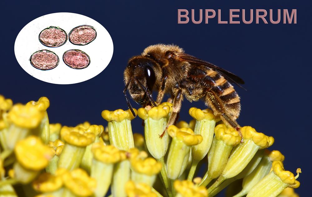 Bupleurum 1600x1200 