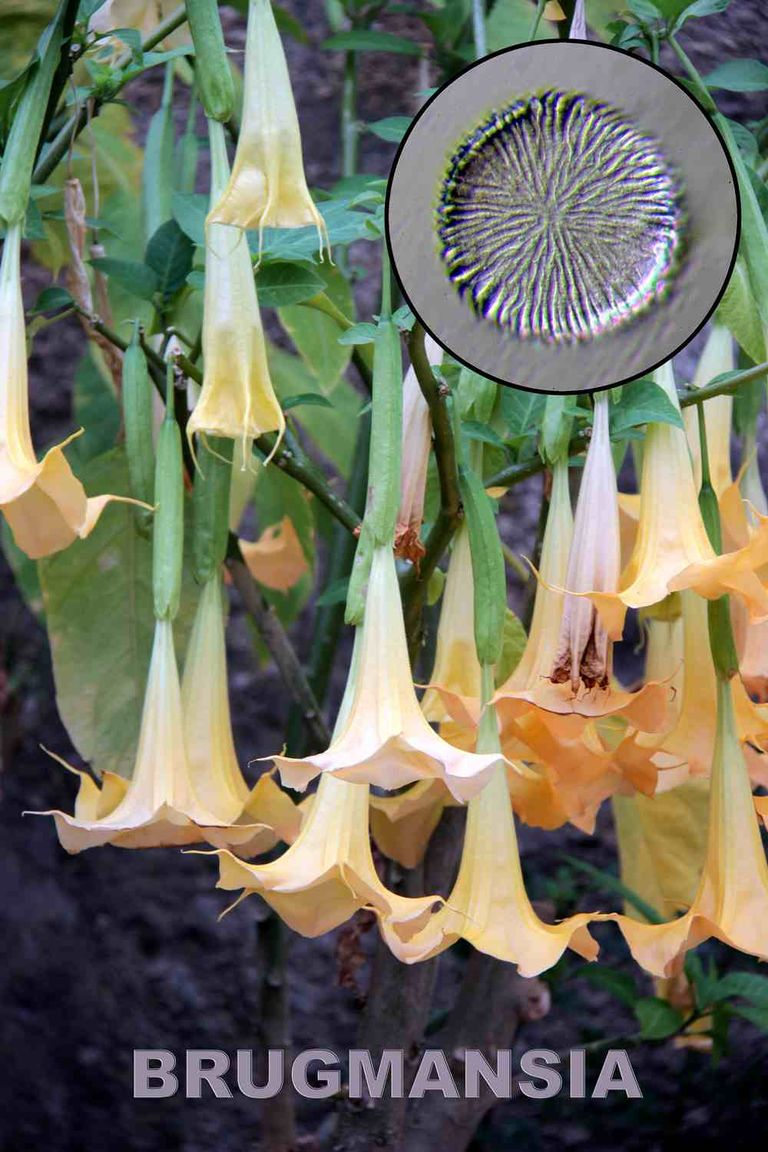 Brugmansia 1600x1200 