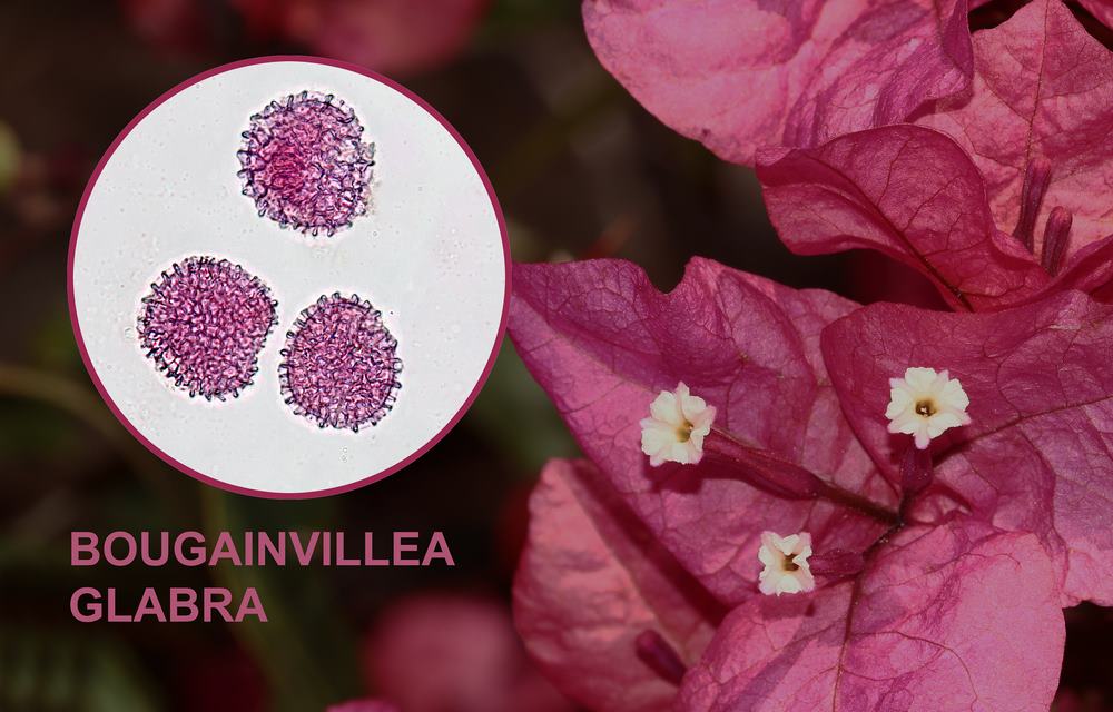 Bougainvillea glabra 1600x1200 