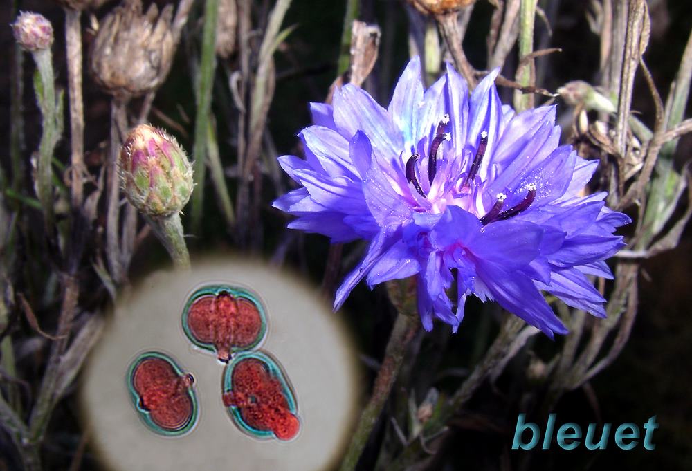 Bleuet 1600x1200 