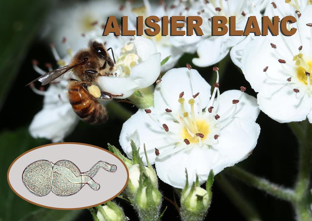 Alisier blanc 1600x1200 