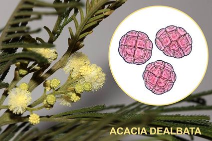 Acacia dealbata 1600x1200 