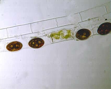 Christian grassin spirogyre reproduction 4