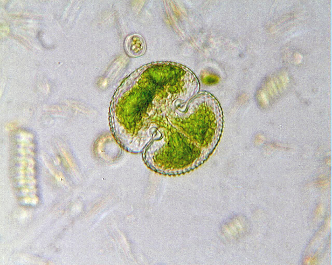 Christian grassin cosmarium 1