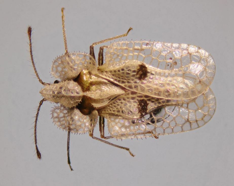 Bernard allard insecte 02