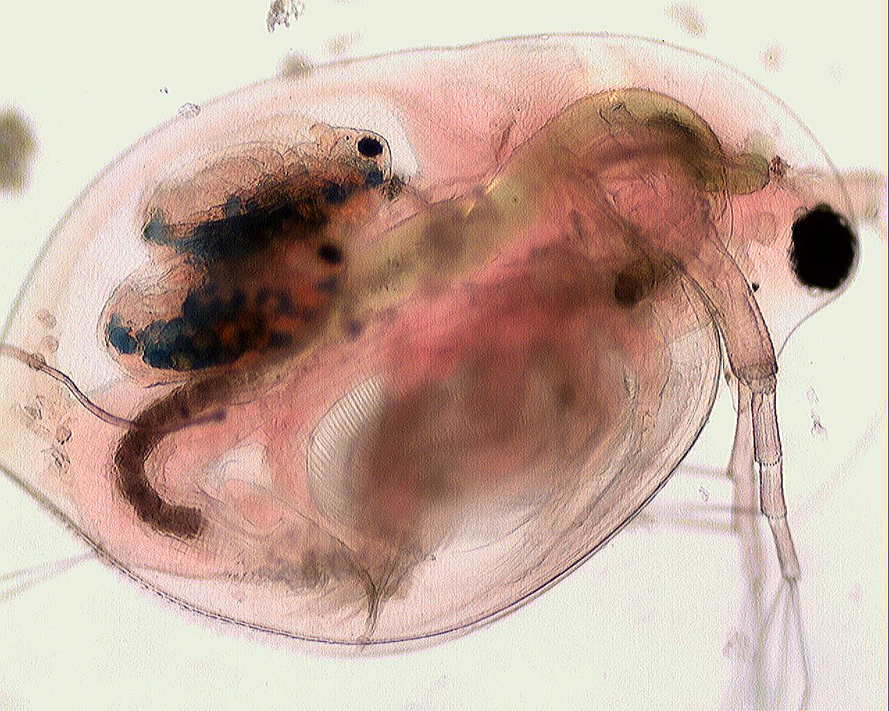 Christian grassin daphnia avec 3 bebes obj x4 ter modif