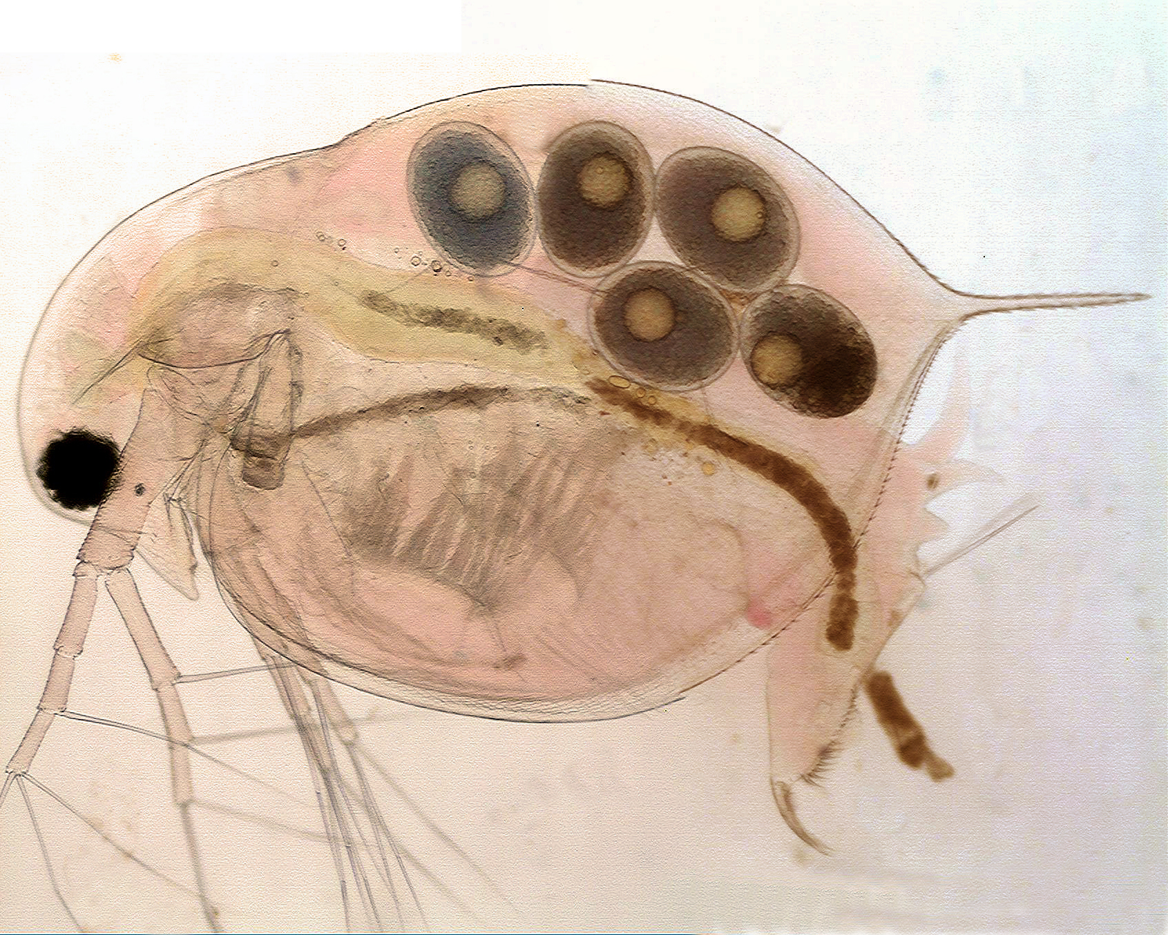 Christian grassin daphnia avec oeufs