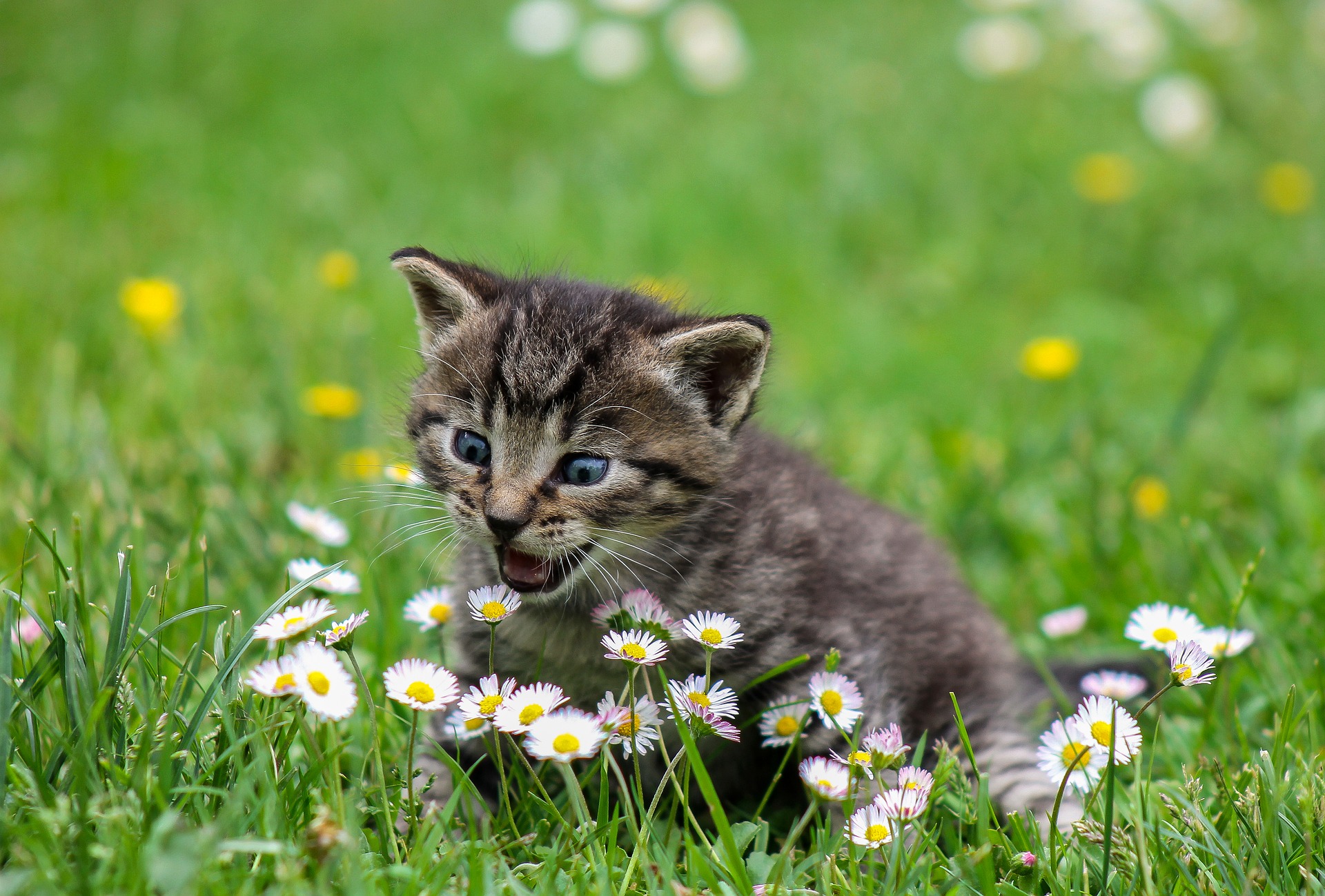 Kitty 2948404 1920
