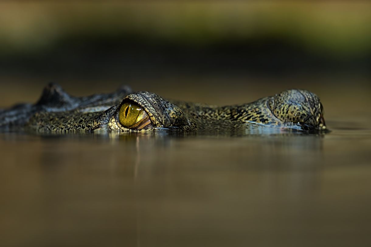 Crocodile