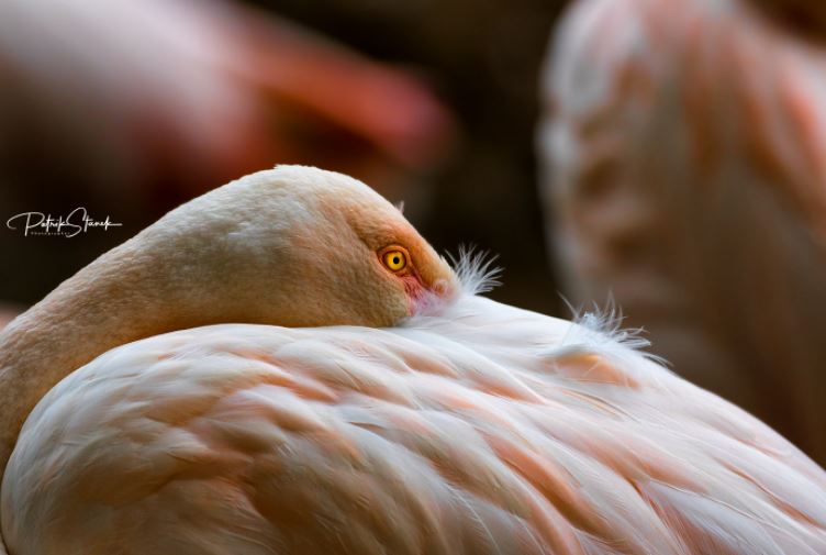 Flamant rose