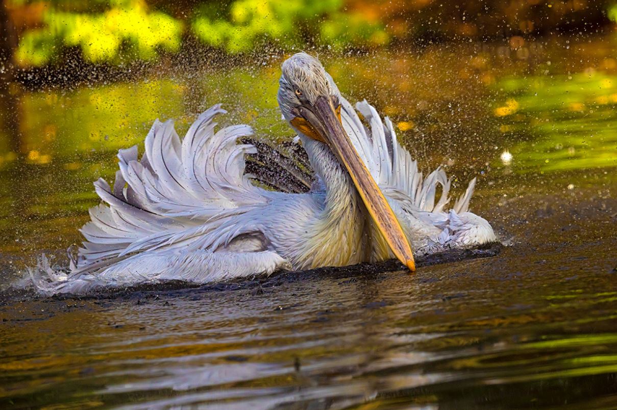 Pelican