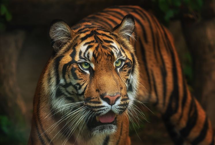 Tigre