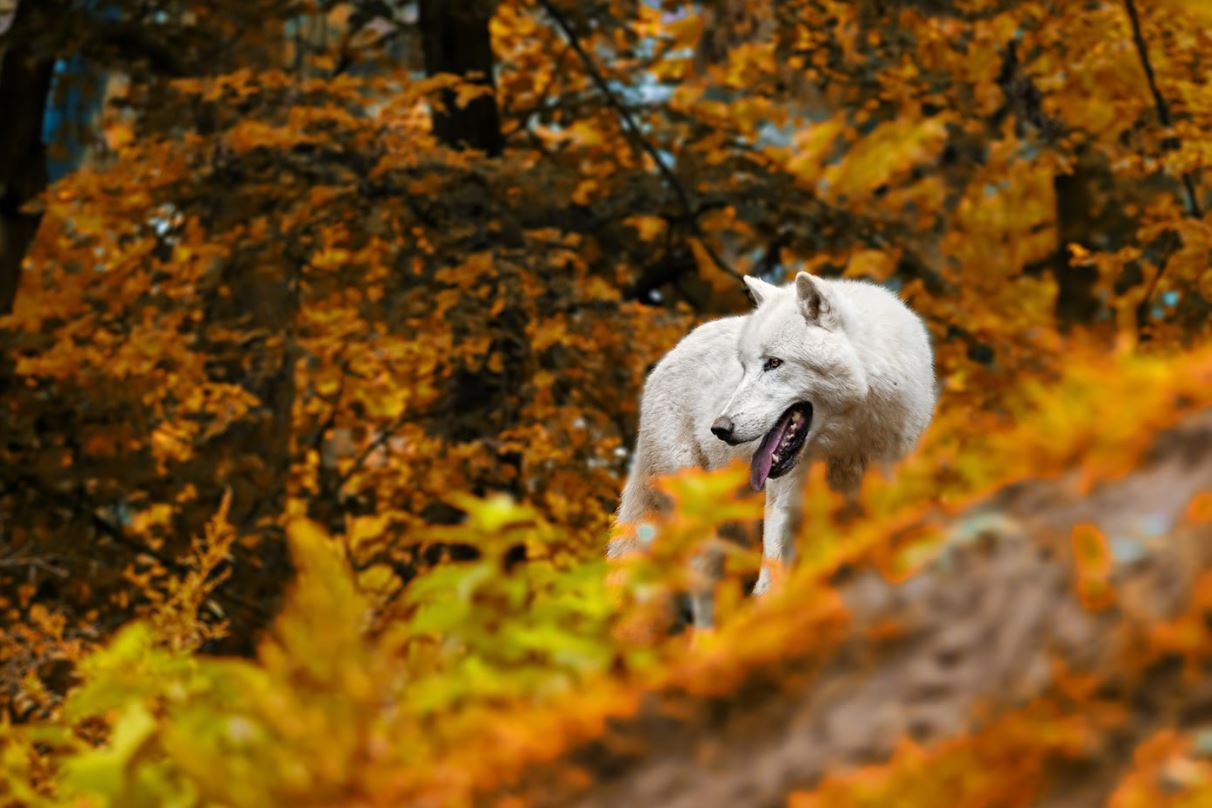 Loup