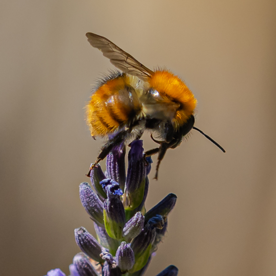 Insecte jardin 12 juillet 2019 olympus