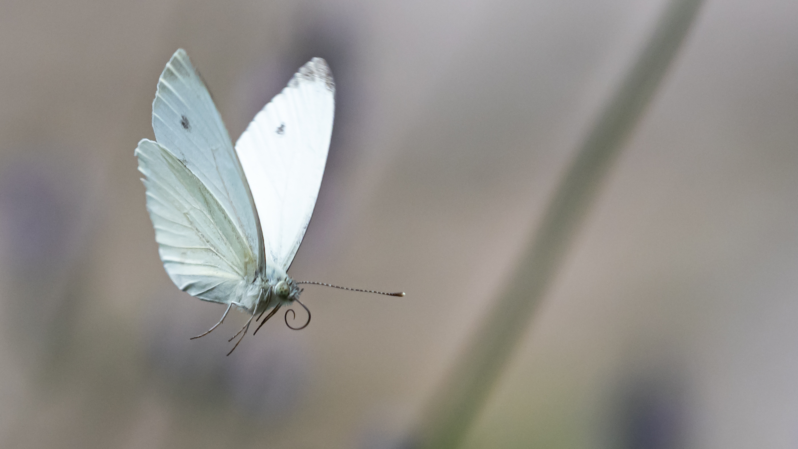 Papillon jardin 12 juillet 2019 olympus 2