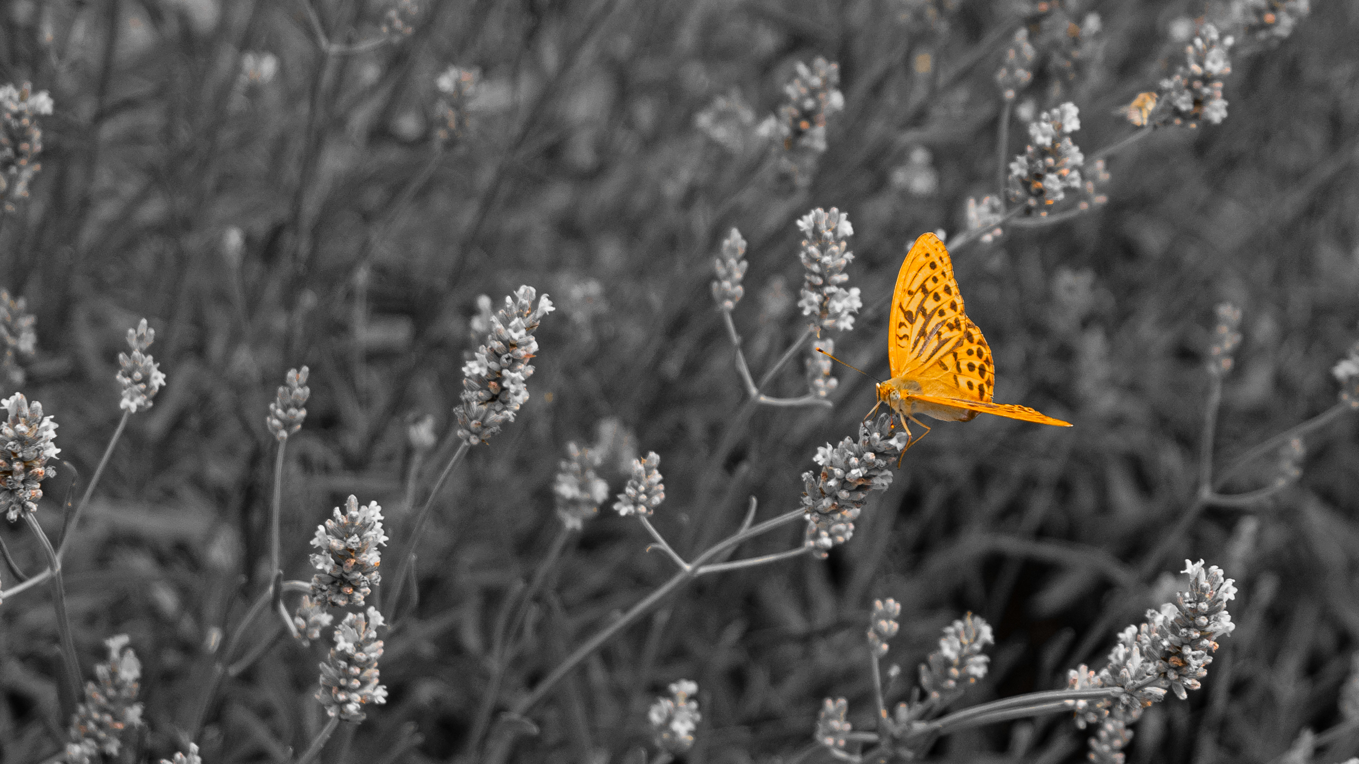 Papillons bairols 21 juillet 2019 8 olympus 2 