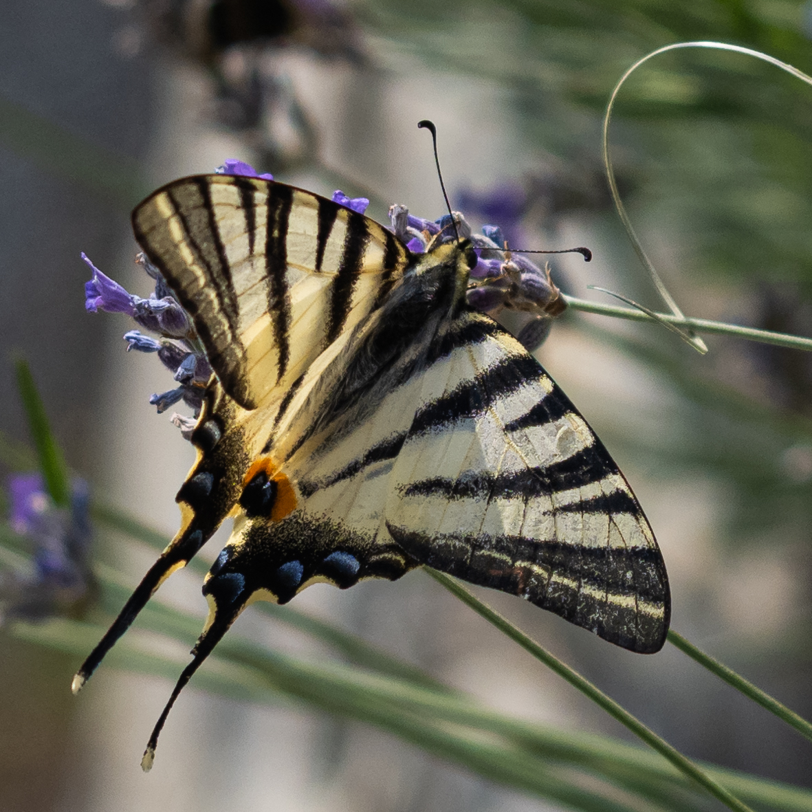 Papillons bairols 21 juillet 2019 8 olympus 4 