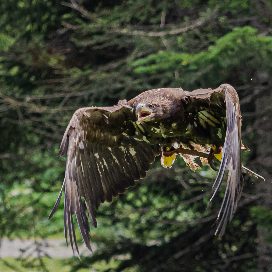 Aigle royal boreon 21 juillet 2019 2
